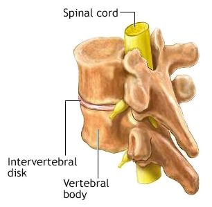 Vertibrae