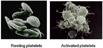 Platelets: Resting & Activated