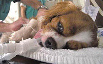 Cavalier under anesthesia