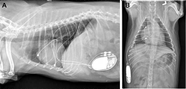 Pacemaker in CKCS