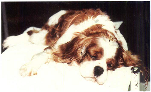 A dog set up for auditory brainstem response hearing