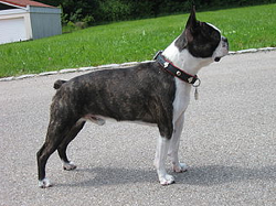 Boston Terrier