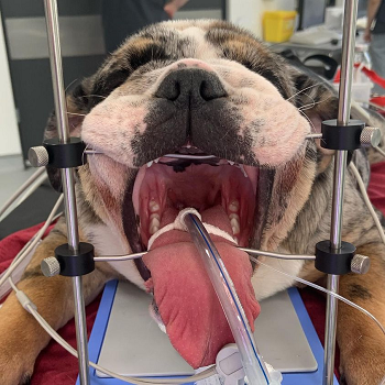 Brachycephalic Surgery