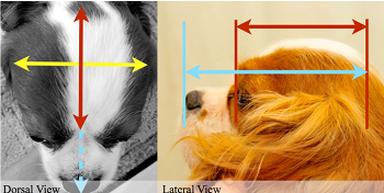 Cephalic and cranio-facial indices