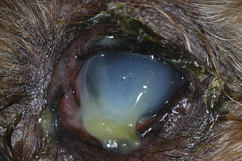 Corneal Melting