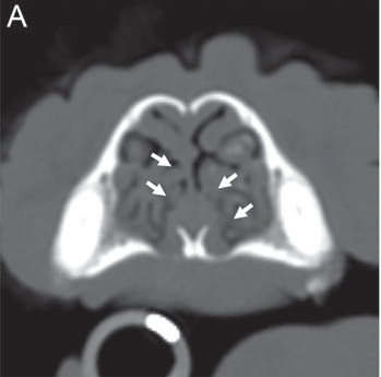 CT view of contact between the concha nasalis ventralis and the nasal septum