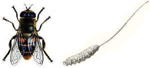 Drone fly and larva