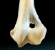 Elbow Condyle of Humerus