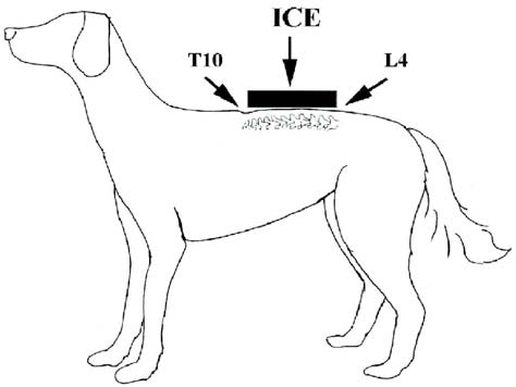 Epilepsy Ice Treatment