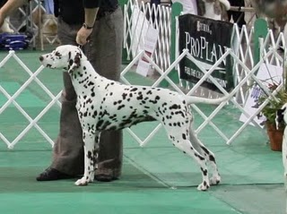 Fiona Grand Champion LUA Dalmatian