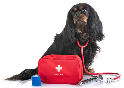 Cavalier First Aid