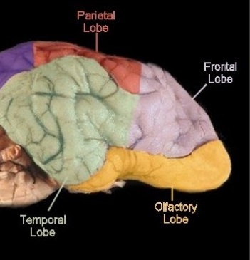 Normal Canine Forebrain