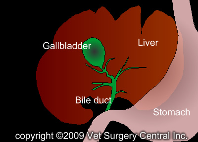 Gallbladder