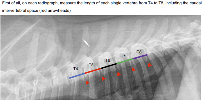 Heart to single vertebr ratio