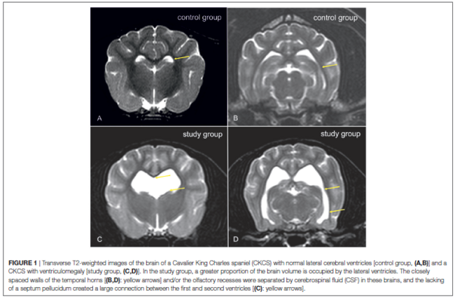 CKCS without and with ventriculomegaly