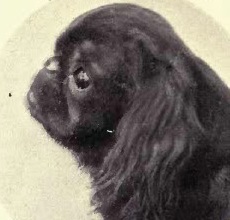 1910 English Toy Spaniel Ch. Ashton More Baronet