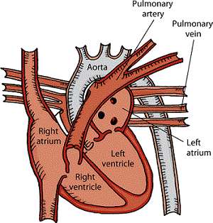 Heart Chambers