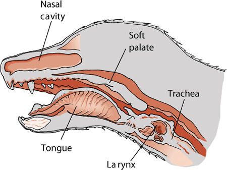 Elongated Soft Palate