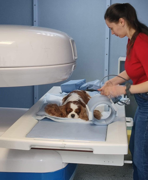 MRI - Southeast Veterinary Neurology
