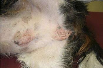 Cavalier with pemphigus foliaceus