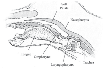 Pharyn - Rubin et al 2015