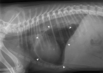 Herniated gas-filled stomach