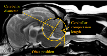 Three-dimensional estimation of brain ventricular system volume in brachycephalic dogs