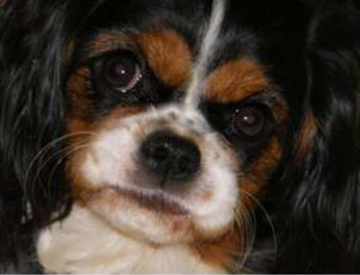 Cavalier in severe pain due to SM - Dr. Clare Rusbridge