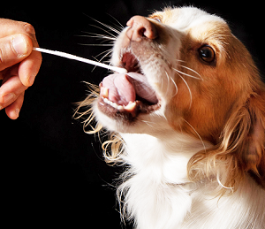 Swab in Mouth