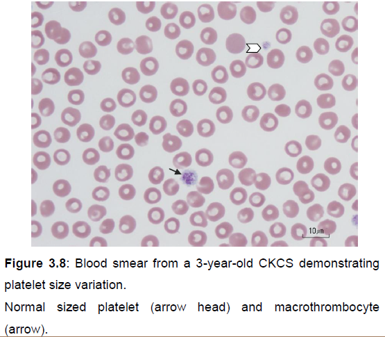 Platelet sizes