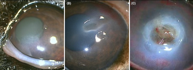 Ulcerative Keratitis Grades