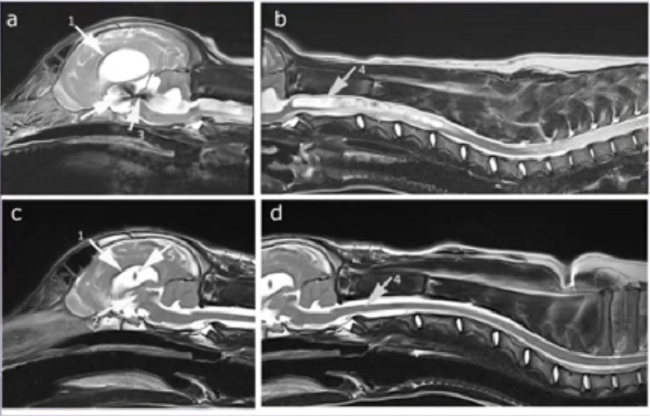 Canine Chiari Malformation (CM) & Syringomyelia (SM) and the Cavalier ...