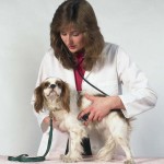 Veterinarian examining cavalier King Charles spaniel